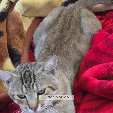 Photo 1/2 Koky Chat lost in Valence d agen