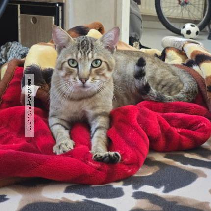 Photo 2/2 Koky Chat lost in Valence d agen