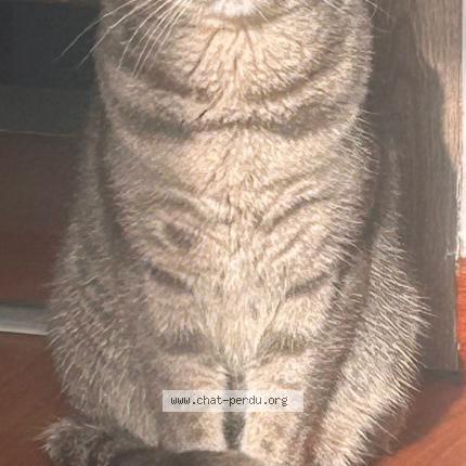 Photo 1/1 Simba Chat lost in Awans