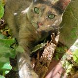 Picture of cat lost at Plan De La Toir