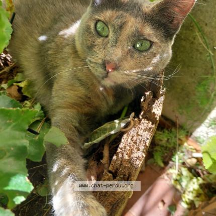 Photo 1/1 Maya Chat lost in Plan de la toir