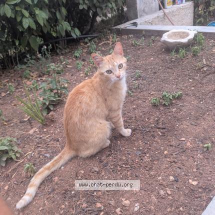 Photo 1/1 Bouton d or Chat lost in Chateauneuf le rouge