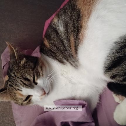 Photo 1/1 MOUCHE Chat lost in Rousset les vignes