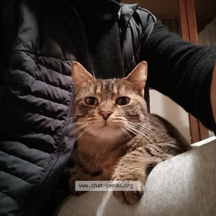 Photo 1/5 Cat reunited Found in La rochelle