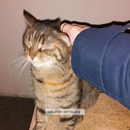 Photo 2/5 Cat reunited Found in La rochelle