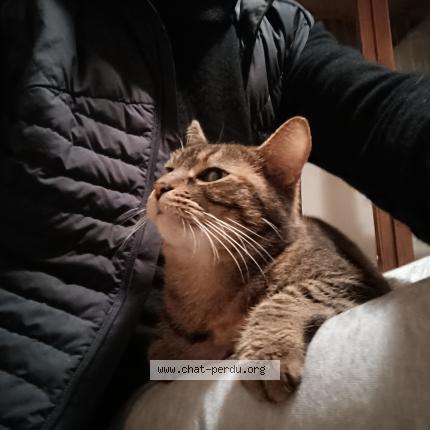 Photo 3/5 Cat reunited Found in La rochelle