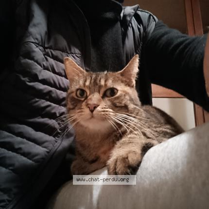 Photo 4/5 Cat reunited Found in La rochelle