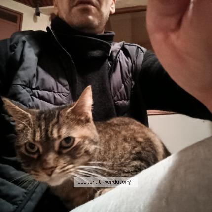Photo 5/5 Cat reunited Found in La rochelle