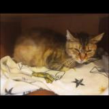 Picture of cat lost at Homecourt