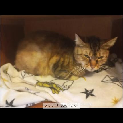 Photo 1/1 Fifi Chat lost in Homecourt