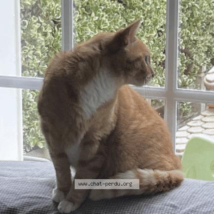 Photo 1/1 Hippo Chat lost in Maromme