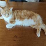 Picture of cat lost at Semur En Auxois