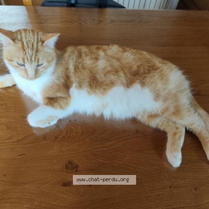 Photo 1/1 NOUKI Chat lost in Semur en auxois