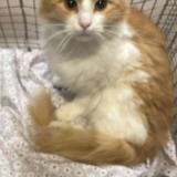 Picture of cat lost at Gresham