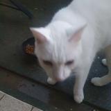 Picture of cat found at Carcassonne