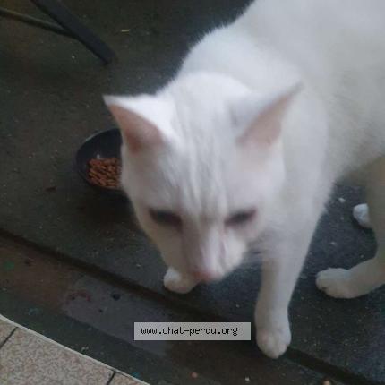 Photo 1/1 Found cat Found in Carcassonne