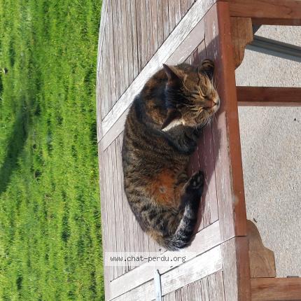 Photo 1/1 Teddy Chat lost in Rouille