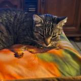 Picture of cat lost at Condat Sur Vienne