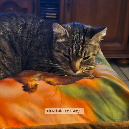 Photo 1/1 Mistrigris Chat lost in Condat sur vienne