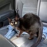 Picture of cat lost at Combressol