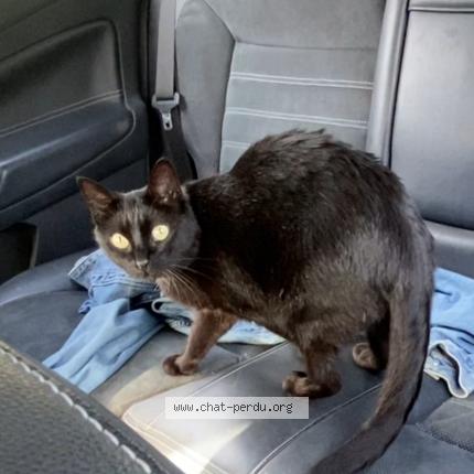 Photo 1/1 Pepper Chat lost in Combressol