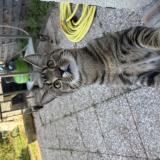 Picture of cat found at Louviers
