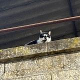 Picture of cat found at Agen