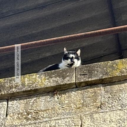 Photo 1/1 Cat reunited Found in Agen