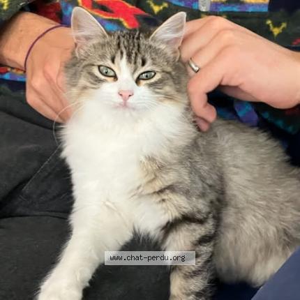 Photo 1/1 Maki Chat lost in Souspierre