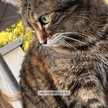 Photo 1/1 Chouchou Chat lost in Biscarrosse