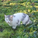 Picture of cat found at Saint Branchs