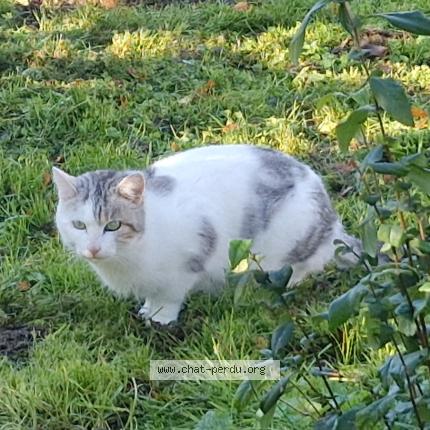 Photo 1/1 Found cat Found in Saint branchs