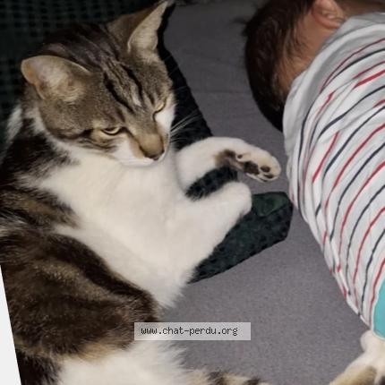 Photo 1/1 Oasis Chat lost in St julien