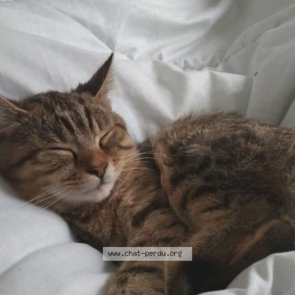 Photo 1/1 Coushi Chat lost in Ruelle sur touvre