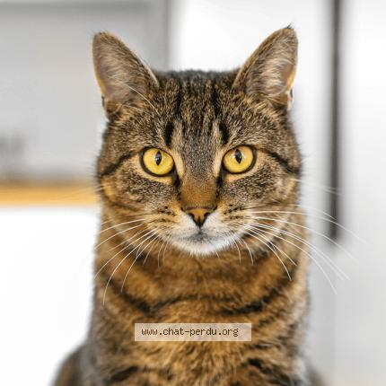 Photo 1/1 Michel Piemontese Chat lost in Pont d ain