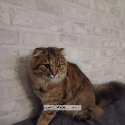 Photo 1/1 Pitou Chat lost in Frouzins