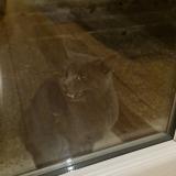 Picture of cat found at Ecquevilly