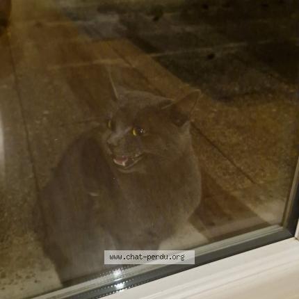 Photo 1/1 Found cat Found in Ecquevilly