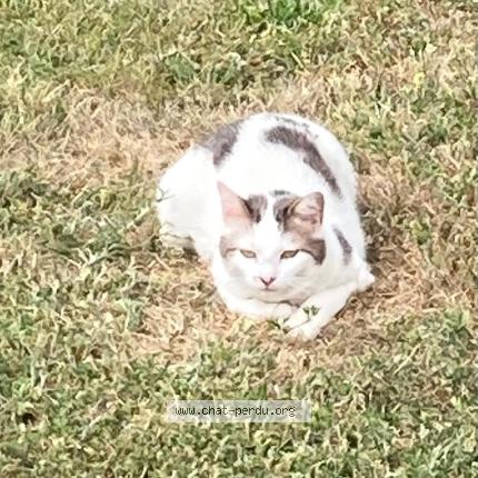 Photo 1/1 Timmy Chat lost in La tessoualle