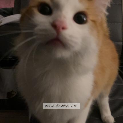 Photo 1/1 chacha Chat lost in Roubaix