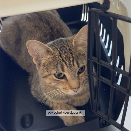 Photo 1/1 Chanel Chat lost in Saint julien les villas