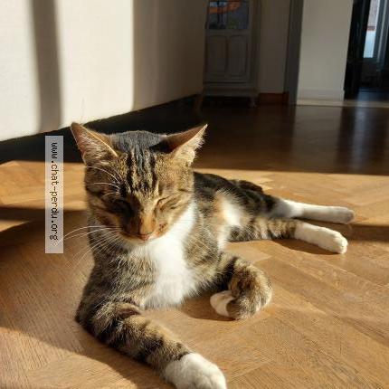 Photo 1/1 Tigrou Chat lost in Les herbiers