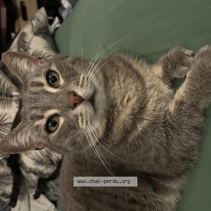 Photo 1/1 Pheeby Chat lost in La chapelle saint remy