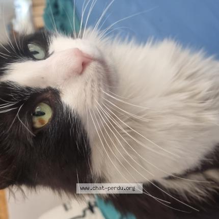 Photo 1/1 Moustique Chat lost in Toulouse