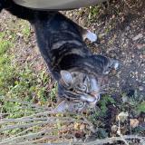 Picture of cat found at Bures