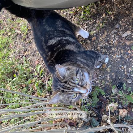 Photo 1/1 Found cat Found in Bures