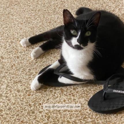 Photo 1/1 Dimmu Chat lost in La llosa de ranes