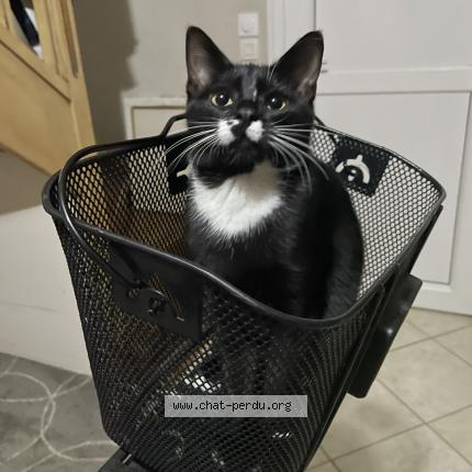 Photo 1/1 Pepper Chat lost in Chassieu