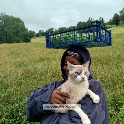 Photo 1/1 Bendo Chat lost in Lunac