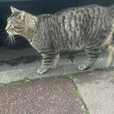Picture of cat found at Tourcoing